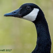 Karen Garrett's photo