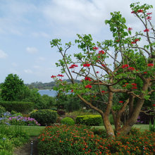 Plants/Trees/Flowers
