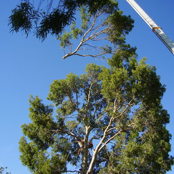 Tree removal project - Products