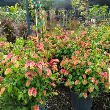 Butterfly Habitat