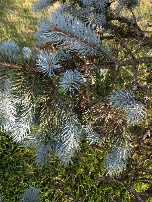 Blue Spruce fungus, or insect?