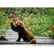Althea Ku's photo