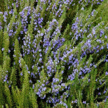 Southwestern Plants