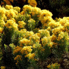 turpentine bush fall foliage