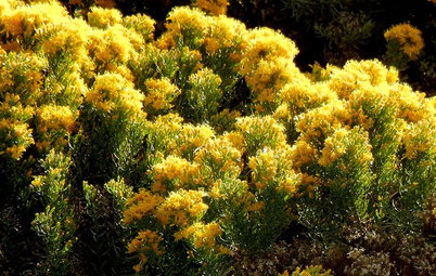 Great Design Plant: Ericameria Laricifolia
