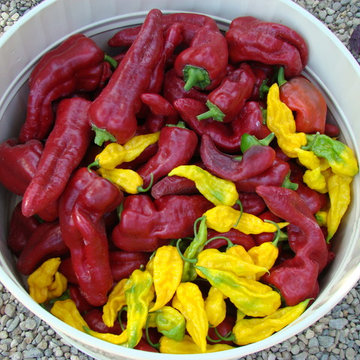 Vegetable gardens