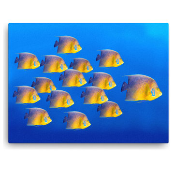 School of Tropical Coral Fish Angelfish Isolated Wildlife Photo Canvas Print, 18" X 24"
