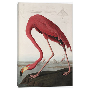 Flamingo Drinking At Water's Edge by John James Audubon Canvas Print, 26"x40"