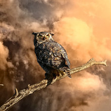 Can't wait for a backyard with owls
