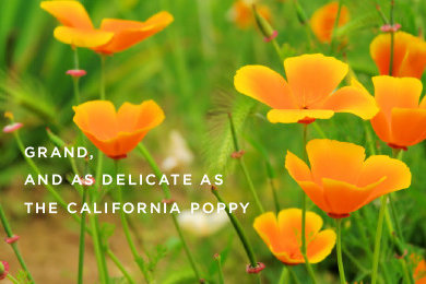 California Stories- Flourish
