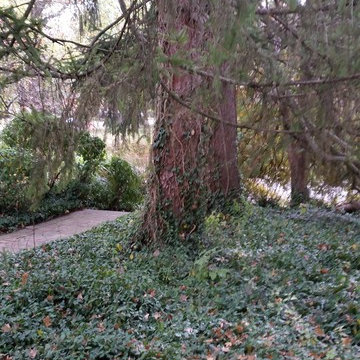 Tree Trimming & Removal
