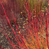 Stephanie Lloyd-Jones's photo