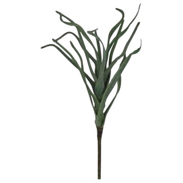 Tillandsia Plant (Pack Of 12)