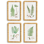 Napa Home & Garden - Forest Fern Prints - This selection of four classic forest fern illustrations are a handsome set. Finished off with a crisp white mat, and a rattan wrapped frame. They add a touch of nature to home office, hallway or entry.