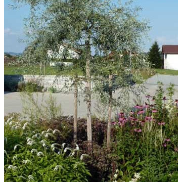 Hausgarten mit Übergang zur Landschaft