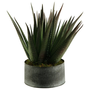 Agave Plant in Round Tin Planter