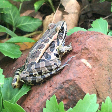 Garden Buddies