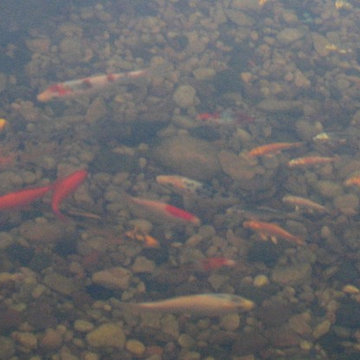 Yahara Ponds