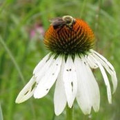 Jeanne Gillespie's photo