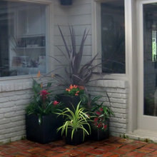 Plants