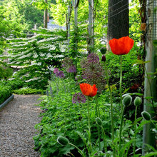 Front/back Yard