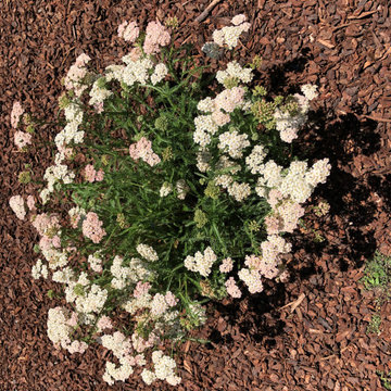 Mountain View Low Water Pollinator Garden