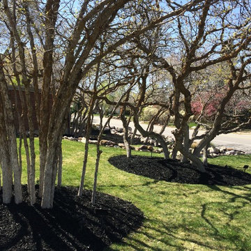 Olympus Cove: Black Mulch