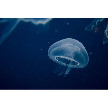 Small Blue Jellyfish Underwater Wildlife Photography Unframed Wall Art Print, 8" X 10"