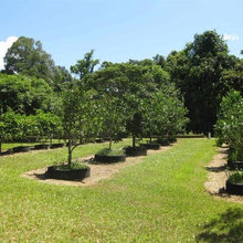 tyres in orchard