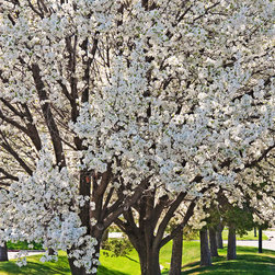 Blossoming Spring Trees - Artwork