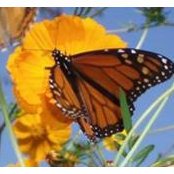 Cindy Mcfarling's photo