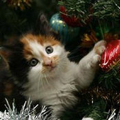 Foto de Carol Sharpnack
