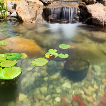Bringing an 18yr Old Pond Back to LIFE