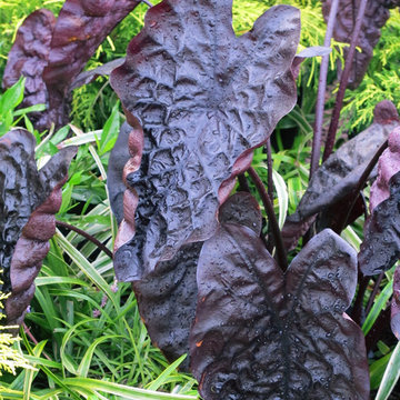 ‘Puckered Up’ Colocasia Colocasia 'Puckered Up' PPAF