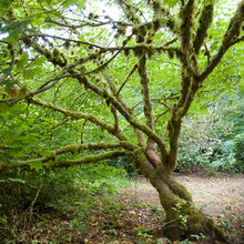 Greenery