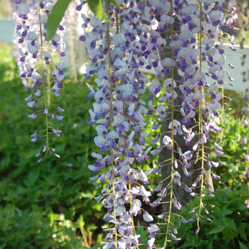 Wisteria Tree House