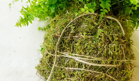 Plante-DIY: Så let laver du selv en kokedama