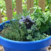 Herbs