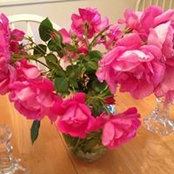 Therese Quigley's photo