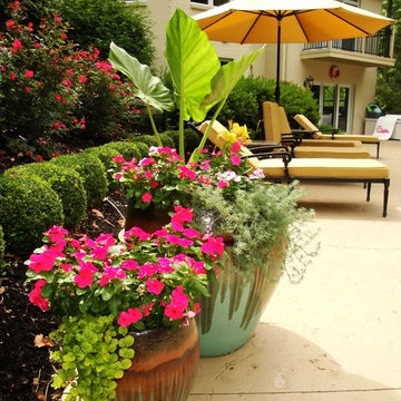 Summer Containers