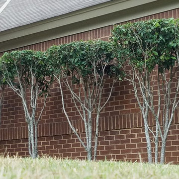 Shrub and Tree sculpting