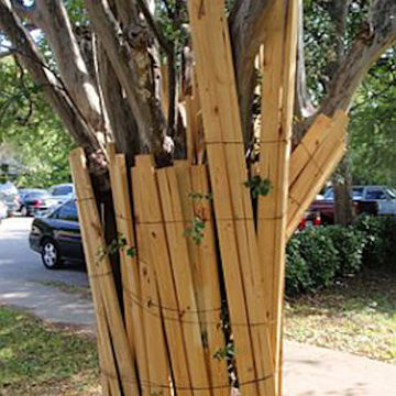 Tree Protection