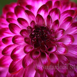 Dahlias - Home Decor
