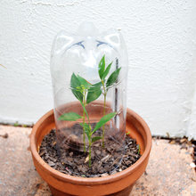 Gardens / How To Grow