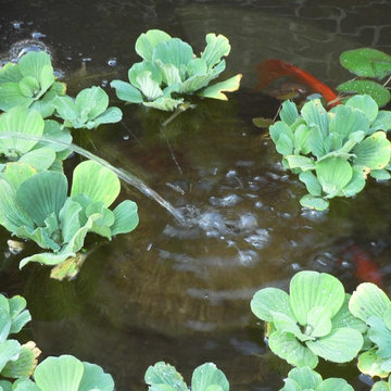 Natural Stone Pond With Fish