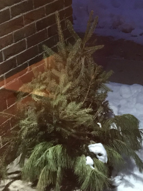 How to care for a potted fir tree