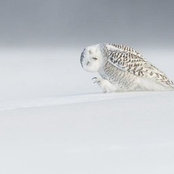 Noha Abdelmoez's photo