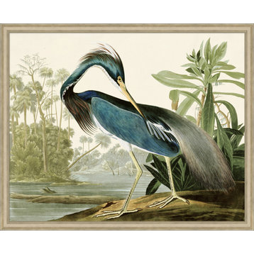 Audubons Blue Heron 1, Giclee Reproduction Artwork