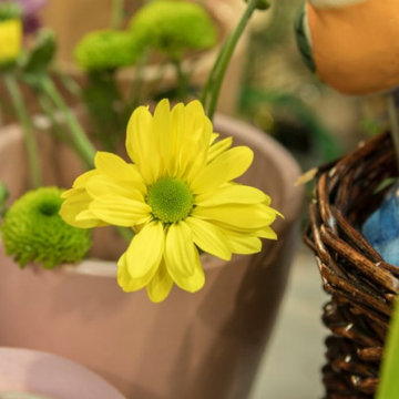 How Daylight Hours Influence Flowering Cycles in Sun-Loving Plants