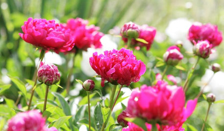 Pflegeleichtes Blütenmeer: Die 10 schönsten Prachtstauden